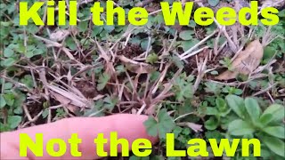 I Sprayed my Bermuda Lawn with Glyphosate - See the Results
