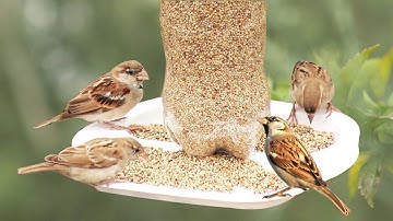 Create a HOMEMADE Bird Feeder in Just 10 Minutes with Easy Steps || Sparrow Birds Feeder