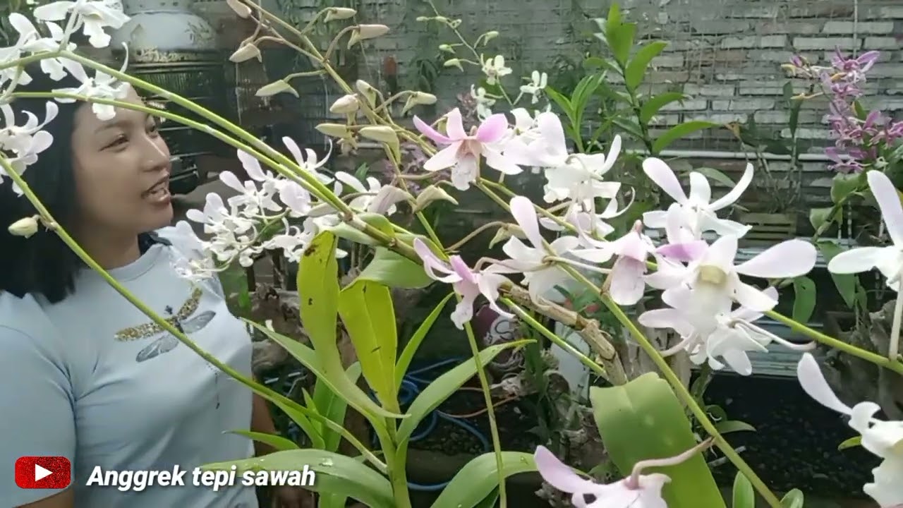 MENGULIK CARA AGAR ANGGREK RAJIN BERBUNGA