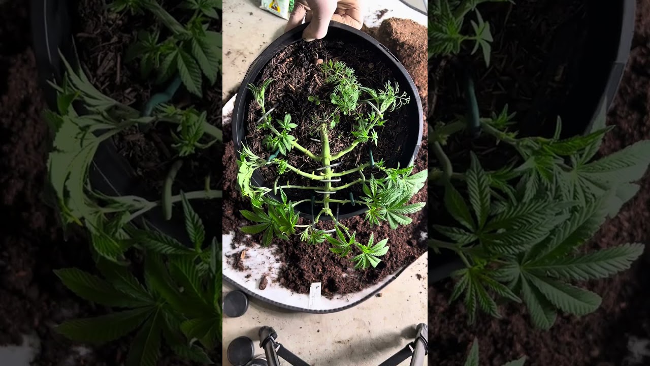 Blackberry Moonrocks – Recycelte Erde, Umtopfen & Training | Archiv Protokoll 