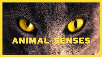 Animal senses / Super senses in animals