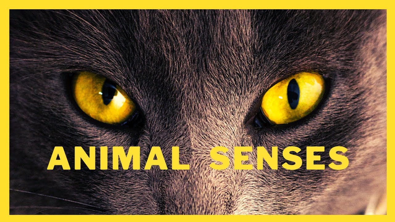 Animal senses / Super senses in animals - YouTube