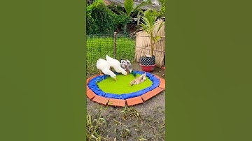 Vớt bèo về cho 4 bé vịt #shorts #short