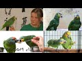 Сколько у попугая-амазона Мяты было самцов?  И сколько же ей лет?