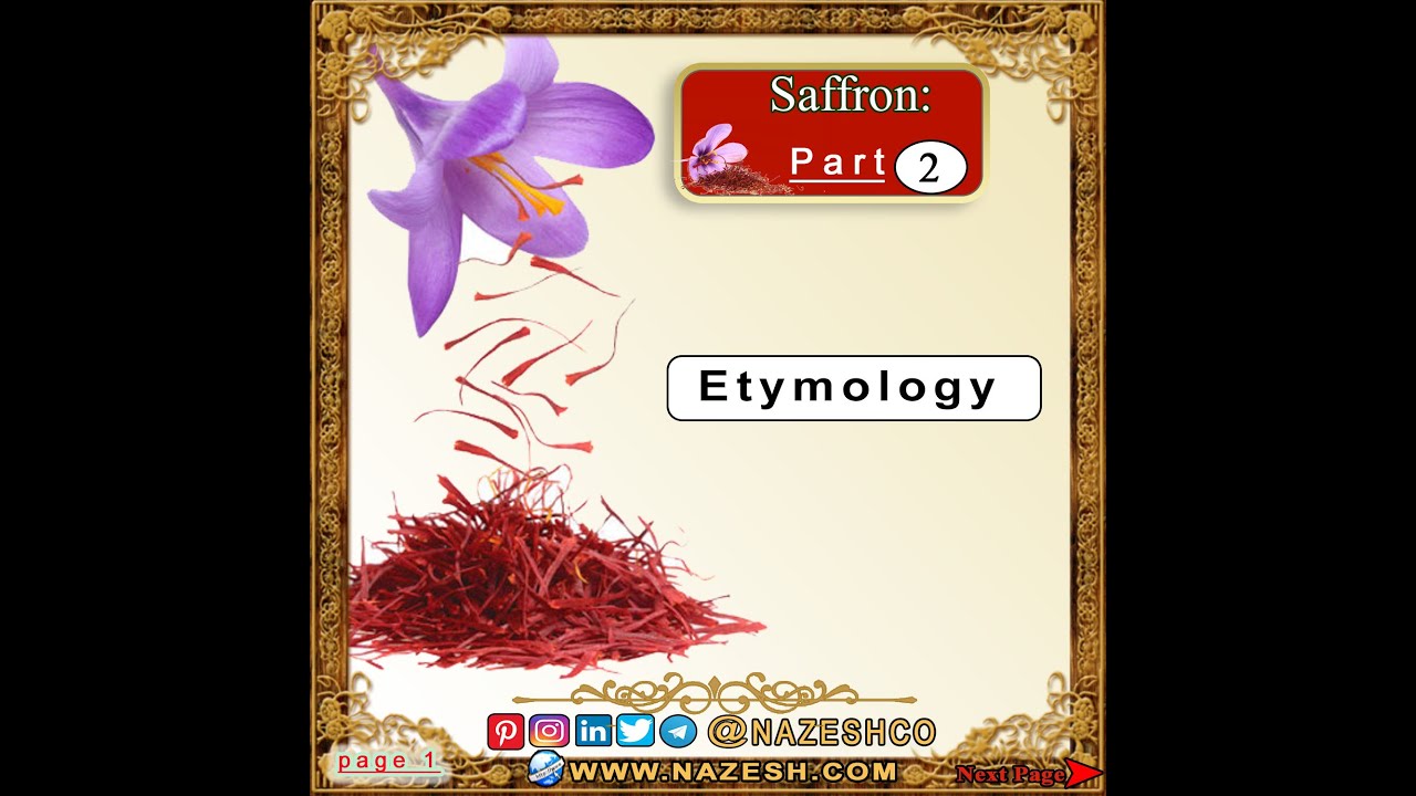 Saffron (Crocus sativus) part 2 Etymology YouTube