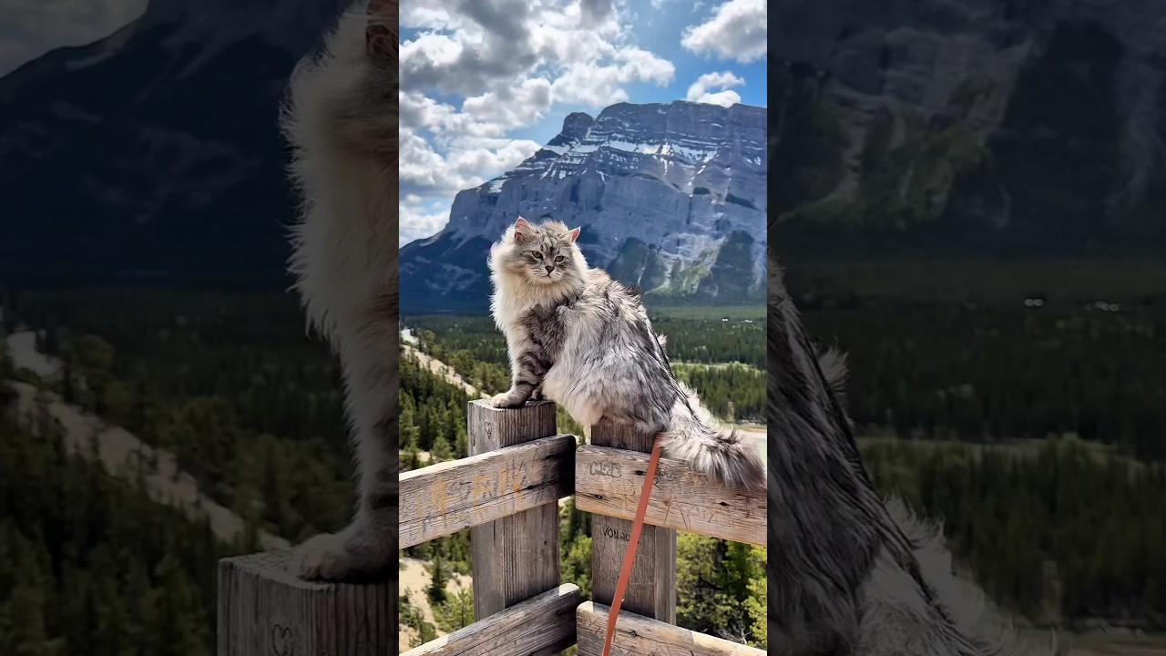 Cat in Mountains 🐱⛰ | Nature Video for Cats | Relaxing Wildlife 
