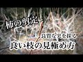 柿の木の剪定#26 残す枝の選び方