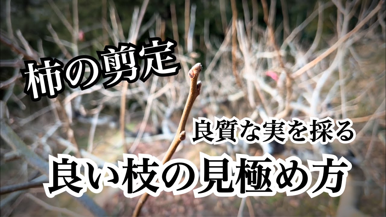 柿の木の剪定#26 残す枝の選び方