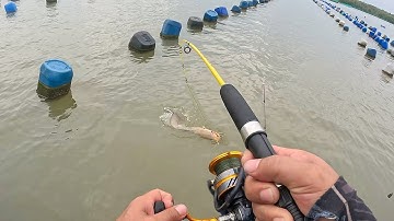 Câu cá ngát xém tí bị cá loi mất cây cần câu | NCGC #204