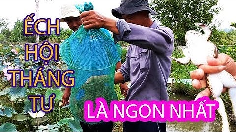 Lần Đầu Đặt Lợp Ếch Với Mồi Này Kết Quả Dính Toàn Ếch Khủng | Vùng Đất Quê Tôi | T.51