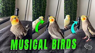 Cockatiel Bird Engages in Musical Discussion with Another Bird