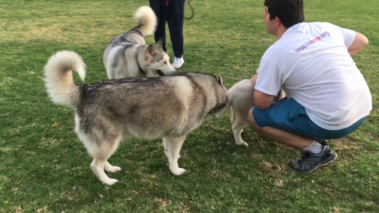 15 week old husky