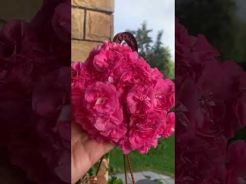 🌺Пеларгония 🌟ТА- Майская Роза🌟 #пеларгонии #сортовыепеларгонии # ...