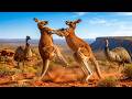 KANGAROOS: The Ultimate Survival Machines of the Outback | Wildlife Documentary