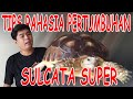 TIPS JITU PERTUMBUHAN SUPER SULCATA !!! PASTI SUPER CEPET GEDE !!! 10000 % AMPUHHHH !!!