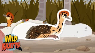 The Ostrich Eggs are Hatching | Wild Kratts