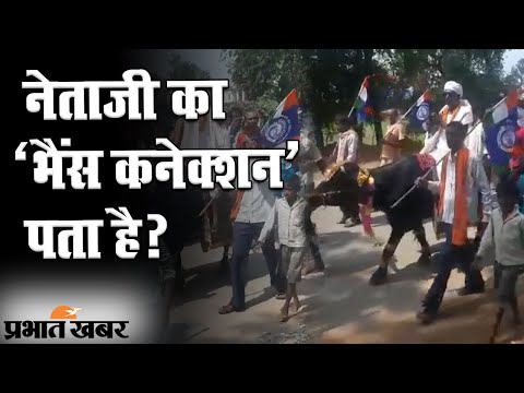 बिहार चुनाव 2020: पटना की पालीगंज सीट से प्रत्याशी का अजीब कारनामा, भैंस पर बैठकर नामांकन करने पहुंचे 1 Bihar Election 2020: Paliganj सीट से प्रत्याशी भैंस पर बैठकर नामांकन करने पहुंचे | Prabhat Khabar