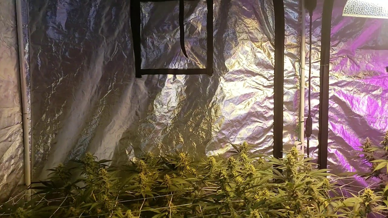 Day 33 in flower