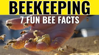 Beekeeping | 7 Fun Honey Bee Facts That You May Not Know