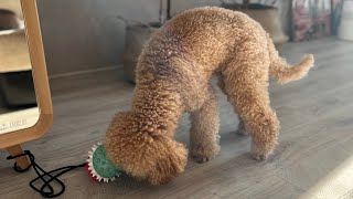 Полезные игрушки для пуделя #dog #poodle #пудель #пуделькапуч