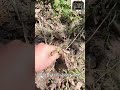 China best remote control caterpillar cutting grass machine low price made by China factory #rcmower