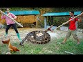 Full video of 150 days living with dad: catching snakes and trapping eagles, LTtivi
