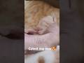 Cute Baby Cat Sleep Moment | This Morning #cat #kitten