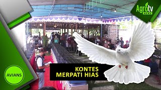 KONTES MERPATI HIAS