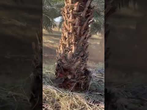 Video: Sago Palma Gübrəsi - Saqo Palma Bitkilərini Nə Zaman və Necə Dölləşdirmək olar