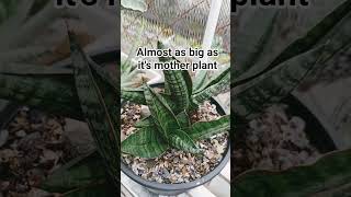 Rhizome Propagation. Black Rhino Pups Are Growing Fast.