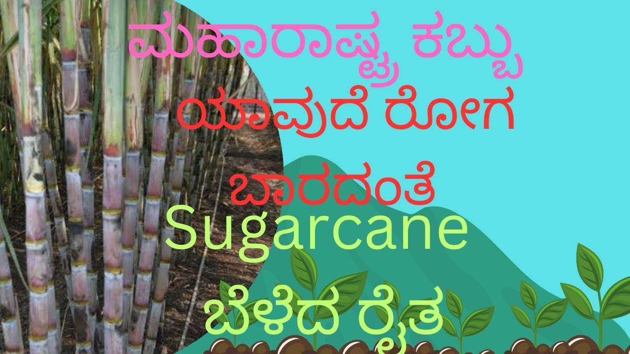 ಆಲದಕಟ್ಟಿ ರೈತನ ಕಬ್ಬು ಯಾವುದೆ ರೋಗವಿಲ್ಲದೆ ಕಡಿಮೆ ಖರ್ಚಿನಲ್ಲಿ ಹೆಚ್ಚಿನ ಇಳುವರಿ ಪಡೆದಿದ್ದಾರೆ 
