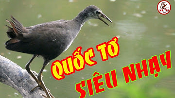 Tiếng chim QUỐC TƠ ( mặt lem)  SIÊU NHẠY dùng cho loa bẫy 100% kích bổi đá,quốc ngực trắng,chim quốc