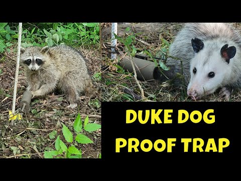 Crushing Coon with the Alcatraz, dog proof trapping video