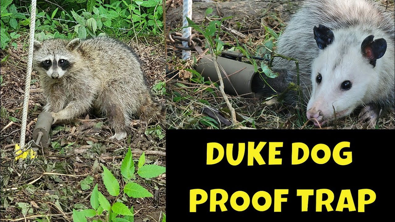 Duke Dog Proof Racoon Trap