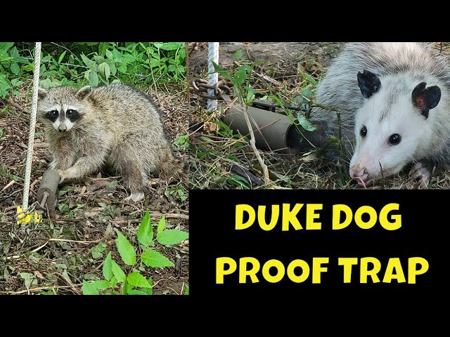 Duke Company Dog Proof Racoon Trap 431004