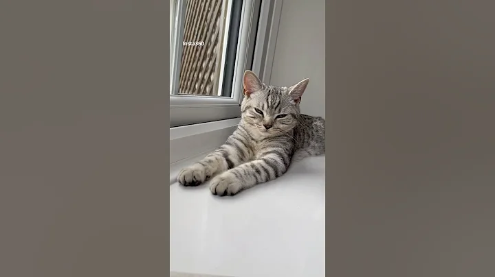 Video 10435071: kitten british shorthair face, little british shorthair kitten, britishshorthair cat kitten, longing