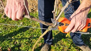 Pruning vines - it's simple and you can do it yourself