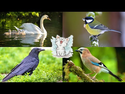 Видео: Как дрессировать говорящего попугая