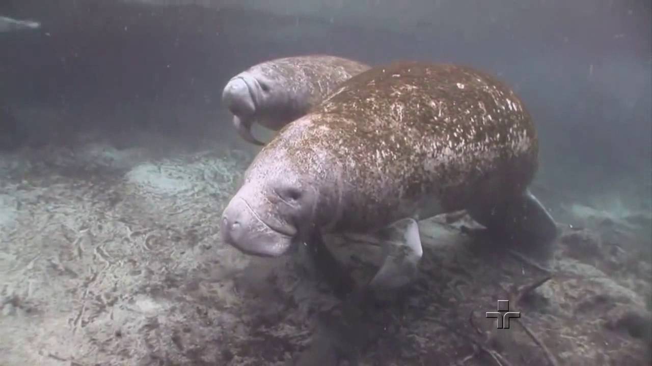 Grandalhões e simpáticos: como é nadar pertinho dos peixes-boi na