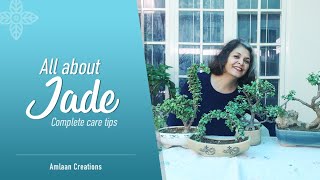 All About Jade | Complete Care Tips | जेड पौधे को कैसे संभालें?