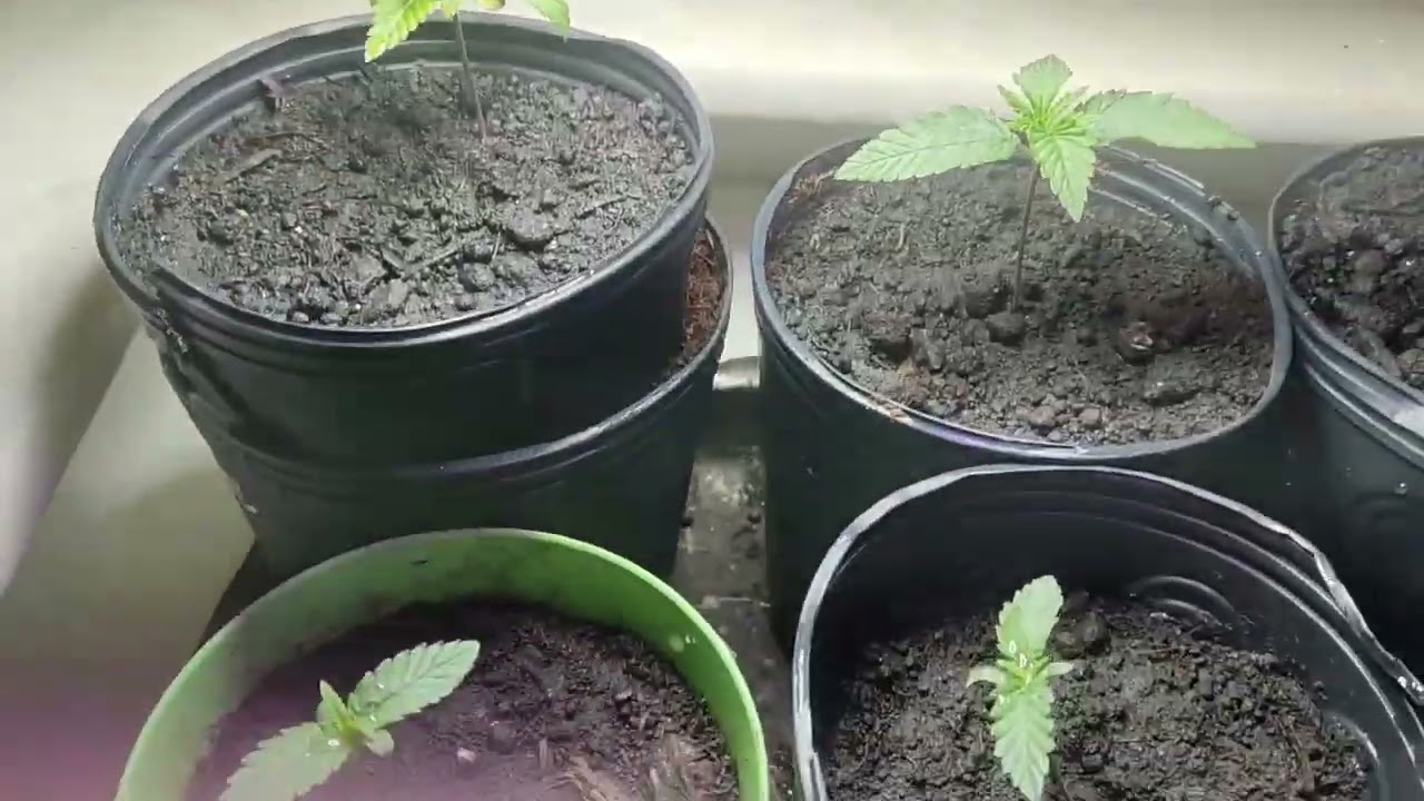 Germinando Cannabis Vídeo n.01