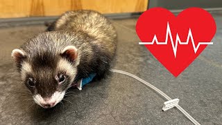 Simon’s Heart Emergency by The Trained Ferret 1,230 views 7 months ago 4 minutes, 13 seconds