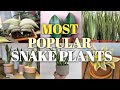 Pinakasikat na Klase ng Snake Plants | Most Popular Varieties of Snake Plants
