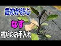 【最初が肝心】ナスの初期のお手入れ
