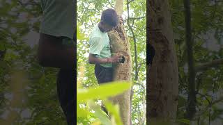 parrot 🦜 bird nest 😁 #shorts #shortvideo #birds