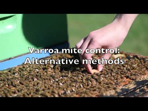 Wideo: Czym są roztocza pszczół: Dowiedz się więcej o zwalczaniu roztoczy dla pszczół miodnych