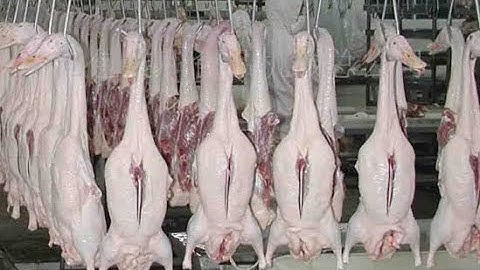 Duck Hatchery Farm  ULTRA MODERN Poultry Processing Line   How Salted Duck Egg Made