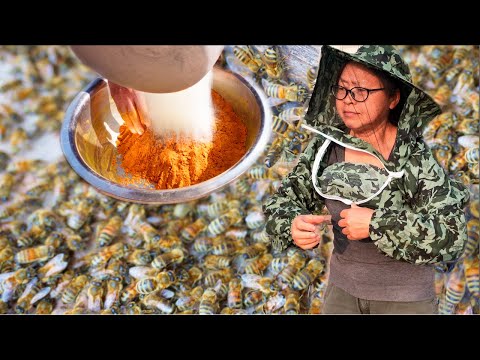 Traditional Bee Farming | Recipes with Freshly Harvested Honey! China Rural Life