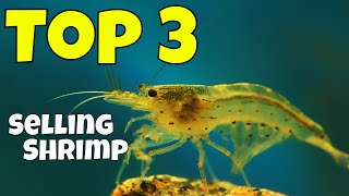 The Top Three (3) Best Selling Shrimp in Our Hobby