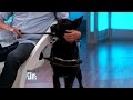 Rescue Dogs Trained To Save Lives Rescue Dogs Trained To Save Lives